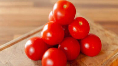 الطماطم هي من بين الخضروات الأساسية التي تجدها في معظم المنازل، حيث تستخدم في تحضير مجموعة متنوعة من الأطعمة،