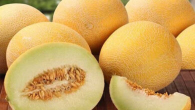 البطيخ الأصفر، المعروف أيضاً باسم الشمام، هو فاكهة صيفية منعشة ولذيذة تشتهر بمحتواها الغني بالماء والعناصر الغذائية الأساسية