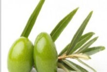 أوراق الزيتون الأخضر: كنز طبيعي لتعزيز الصحة وحماية الجسم من الأمراض