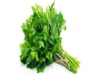 شرب البقدونس بعد الأكل: فوائد صحية مذهلة لجسمك